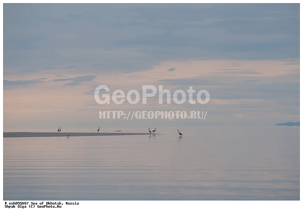 �����, ���������� �����, ���������� �������, �������, ����������� ����, �������� ����, ����� �����, ������, ��������, ��������, �����, �����, ��������, �����������, XYZ, ��������, Ardeidae, ����� �����, Ardea cinerea, ��������, ��������, �����, �����, ��������, �����������, XYZ, ��������, Ardeidae, ����� �����, Ardea cinerea