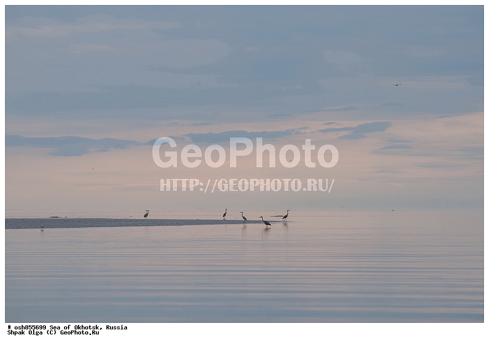 �����, ���������� �����, ���������� �������, �������, ����������� ����, �������� ����, ����� �����, ������, ��������, ��������, �����, �����, ��������, �����������, XYZ, ��������, Ardeidae, ����� �����, Ardea cinerea, ��������, ��������, �����, �����, ��������, �����������, XYZ, ��������, Ardeidae, ����� �����, Ardea cinerea