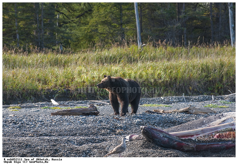 ����, ����, ���������� �����, ���������� �������, �������, ����������� ����, �������� ����, ����� �����, ������, ��������, ��������, �������������, �������������, �����, �����, �������, ������, XYZ, ��������, Ursidae, ����� �������, ������������ �������, Ursus arctos