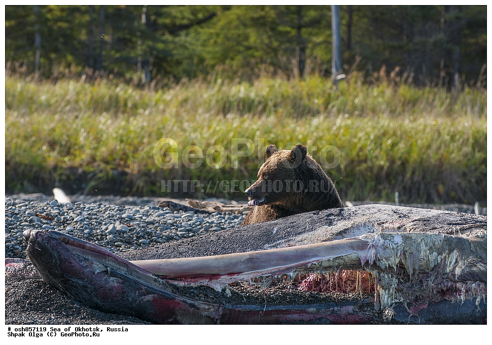 ����, ����, ���������� �����, ���������� �������, �������, ����������� ����, �������� ����, ����� �����, ������, ��������, ��������, �������������, �������������, �����, �����, �������, ������, XYZ, ��������, Ursidae, ����� �������, ������������ �������, Ursus arctos