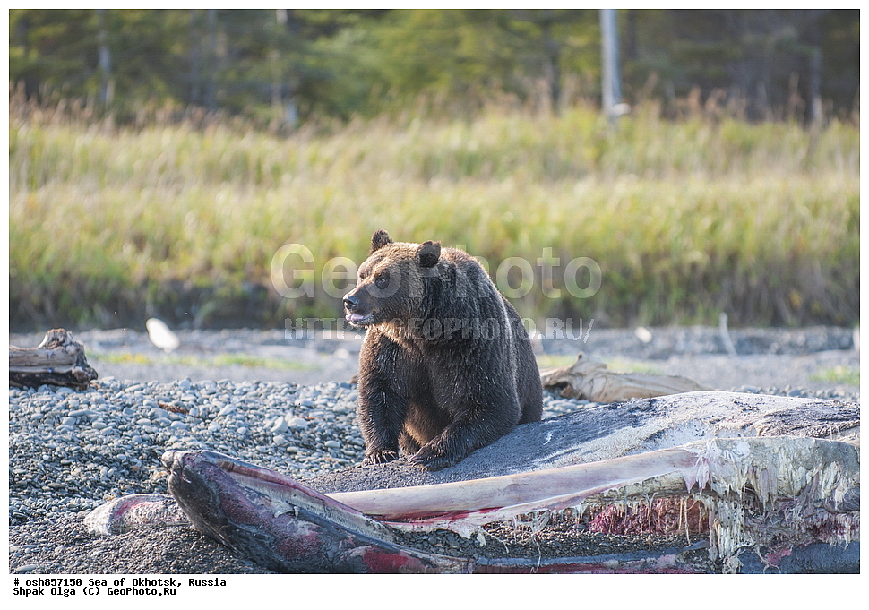 ����, ����, ���������� �����, ���������� �������, �������, ����������� ����, �������� ����, ����� �����, ������, ��������, ��������, �������������, �������������, �����, �����, �������, ������, XYZ, ��������, Ursidae, ����� �������, ������������ �������, Ursus arctos