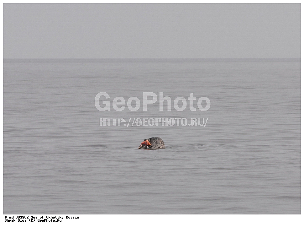 ������ ����, ������������ ����, ���������� �������, �������, ����������� ����, �������� ����, ����� �����, ������, ��������, ��������, �������������, �������������, �����, �����, ������� �������������, ������� �������������, ������� �����, XYZ, ��������� ������, Phocidae, �����, ϸ����� �����, ������� �����, Phoca largha, Phoca vitulina largha