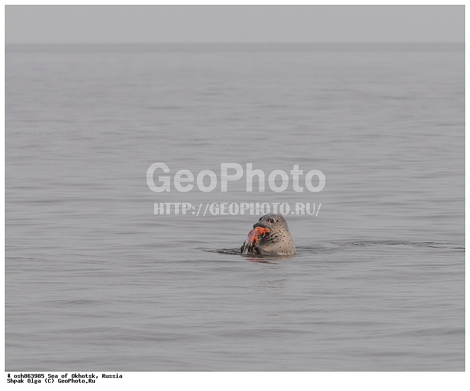 ������ ����, ������������ ����, ���������� �������, �������, ����������� ����, �������� ����, ����� �����, ������, ��������, ��������, �������������, �������������, �����, �����, ������� �������������, ������� �������������, ������� �����, XYZ, ��������� ������, Phocidae, �����, ϸ����� �����, ������� �����, Phoca largha, Phoca vitulina largha