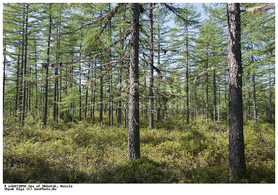 ���������, �������, �������, ������ ����, ������������ ����, ���������� �������, �������, ����������� ����, �������� ����, ����� �����, ������