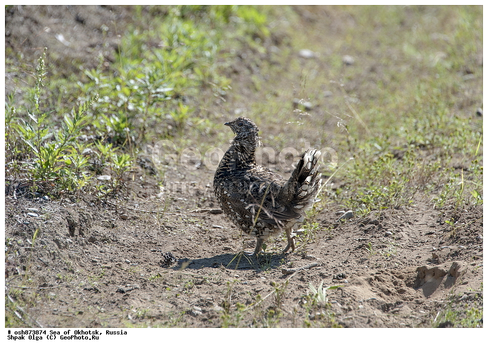 ������ ����, ������������ ����, ���������� �������, �������, ����������� ����, �������� ����, ����� �����, ������, ��������, ��������, �����, �����, ��������, �����������, XYZ, �����������, Tetraonidae, ������, Falcipennis falcipennis