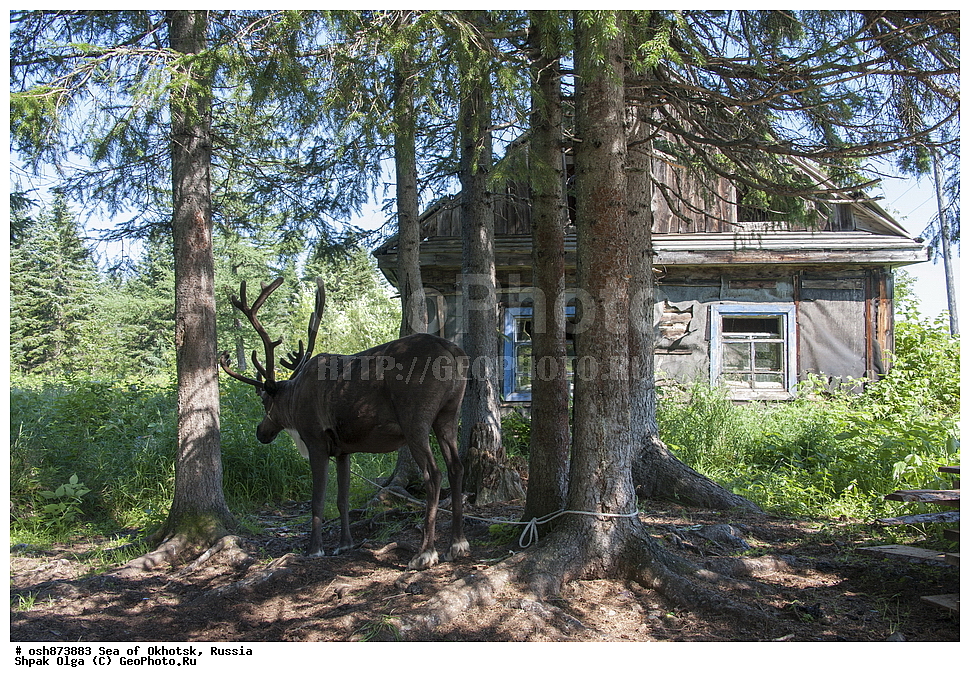 ���������, �������, �������, ������ ����, ������������ ����, ���������� �������, �������, ����������� ����, �������� ����, ����� �����, ������