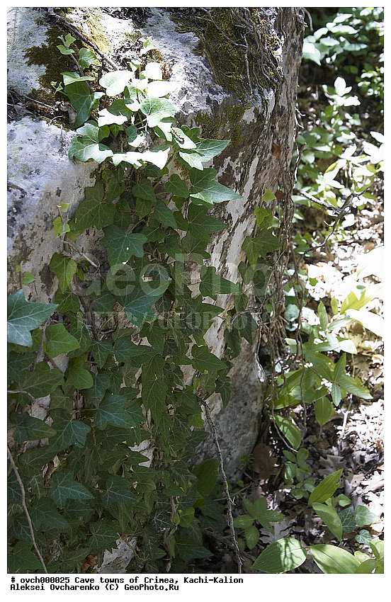 ����, ��������, ������-����, � �����, ����, �������, �������, �������� ������, �������� �����