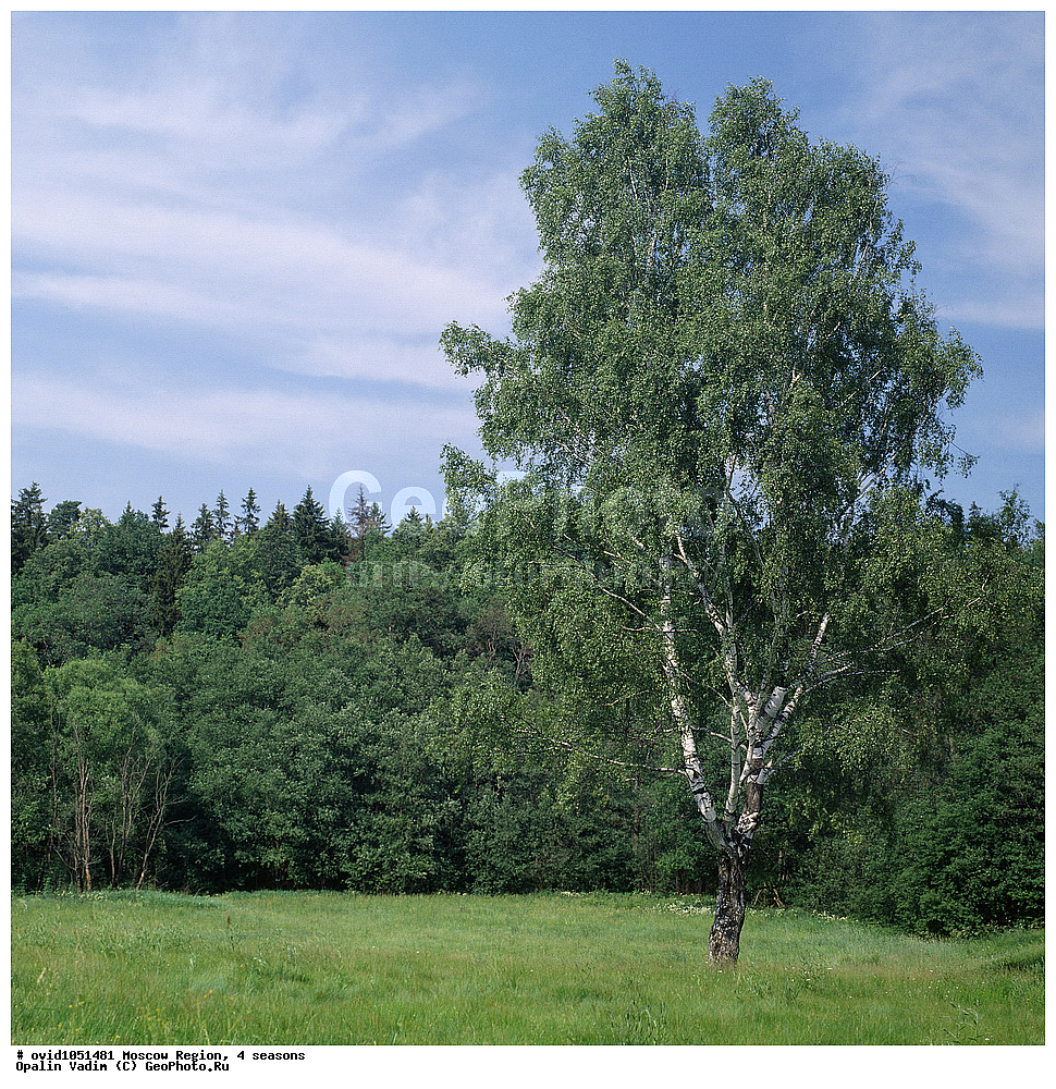 �������� ����������, �����, �����-����������, ���������� �������, 4 ������