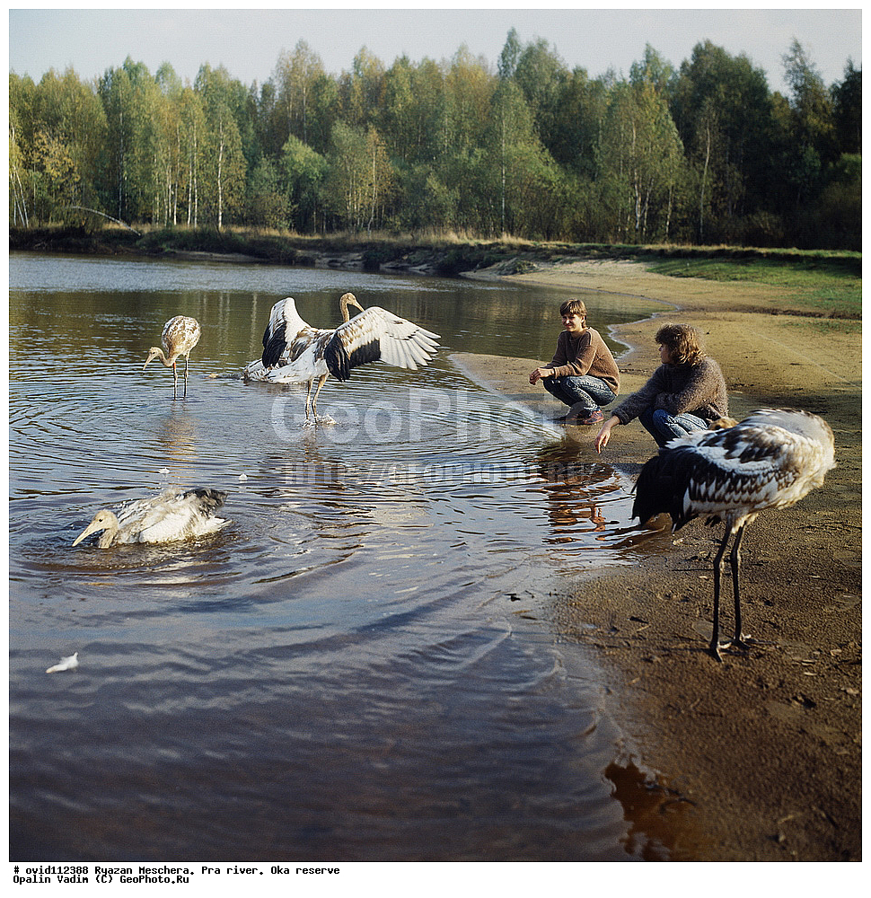 ��������� �������, ������, ����, ���, �������� �������, ������ ����������, ��������, ��������, �����, �����, ��������, �����������, XYZ, ����������, Gruidae, �������� �������, ����������� �������, ������������ �������, Grus japonensis