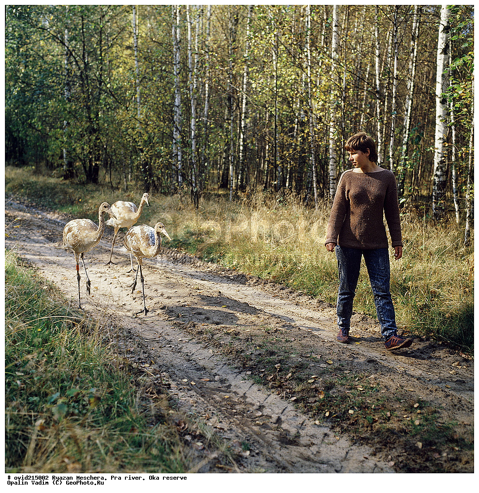 ��������� �������, ������, ����, ���, �������� �������, ������ ����������, ��������, ��������, �����, �����, ��������, �����������, XYZ, ����������, Gruidae, �������� �������, ����������� �������, ������������ �������, Grus japonensis