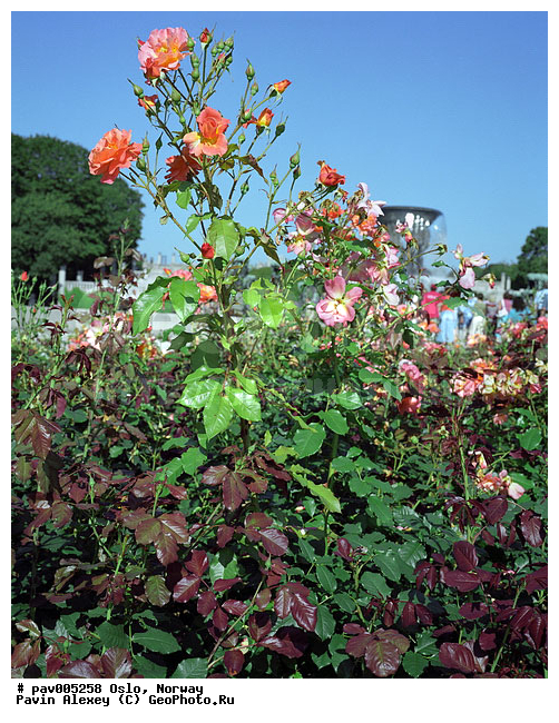 ��������, ����