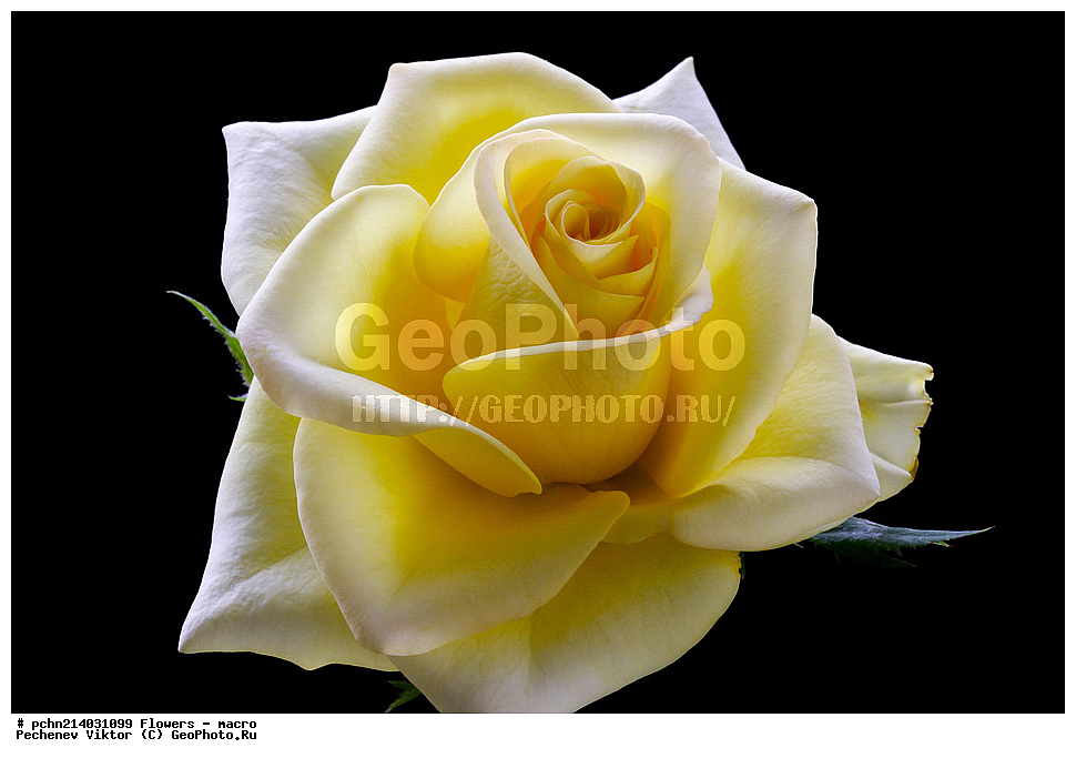 �����, �����