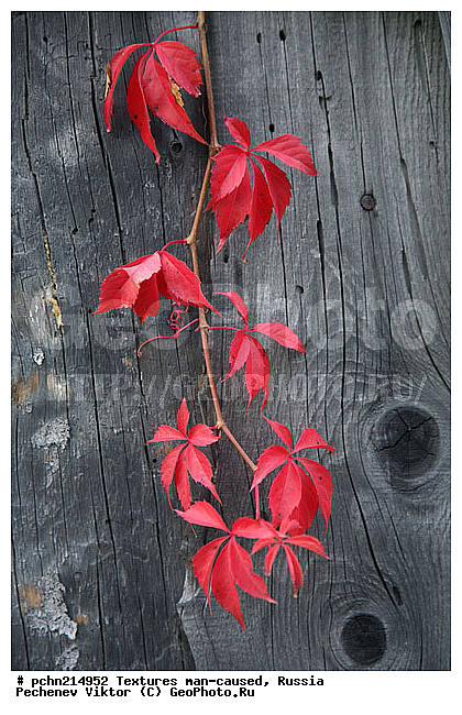 ���������, �������, �����������, ���������, ��������, ������, �����, �����������, ���������������