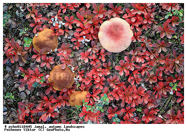 �������� ������, ������, ����, ����������, �����