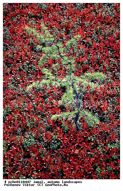 �������� ������, ������, ����, ����������, �����