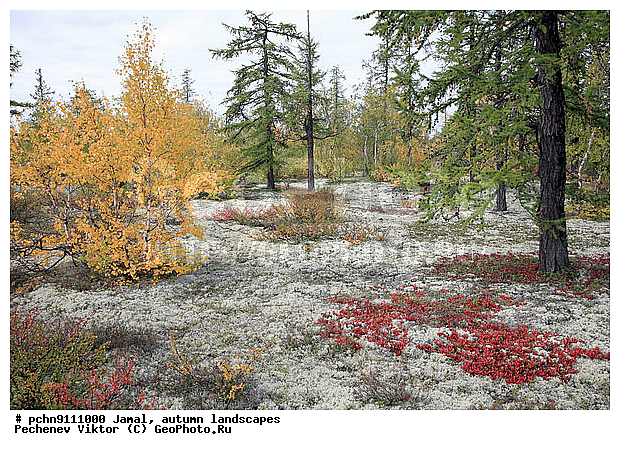 �������� ������, ������, ����, ����������, �����