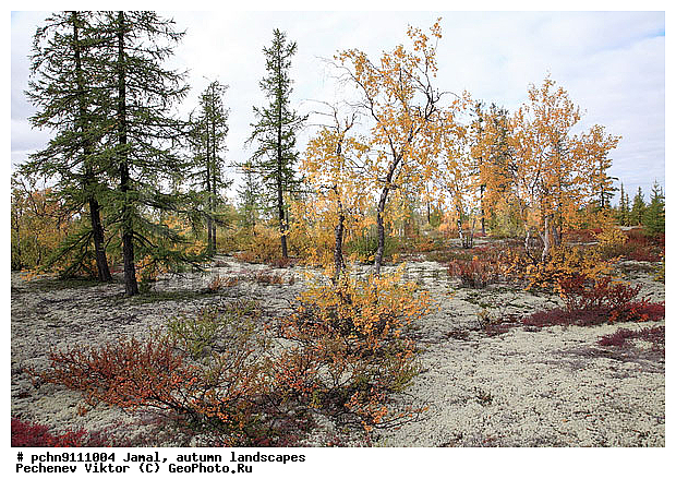 �������� ������, ������, ����, ����������, �����