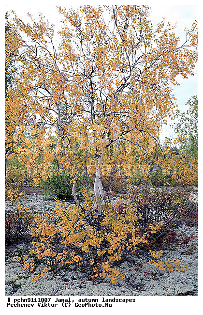 �������� ������, ������, ����, ����������, �����