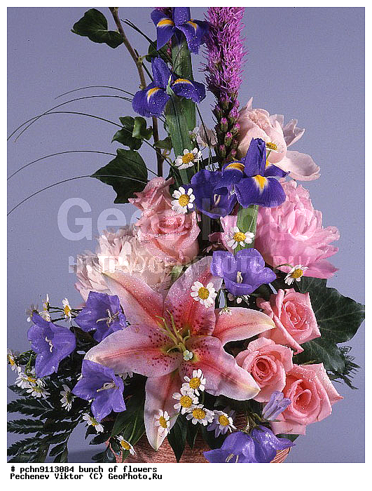 �����, ������, ������������, �����������