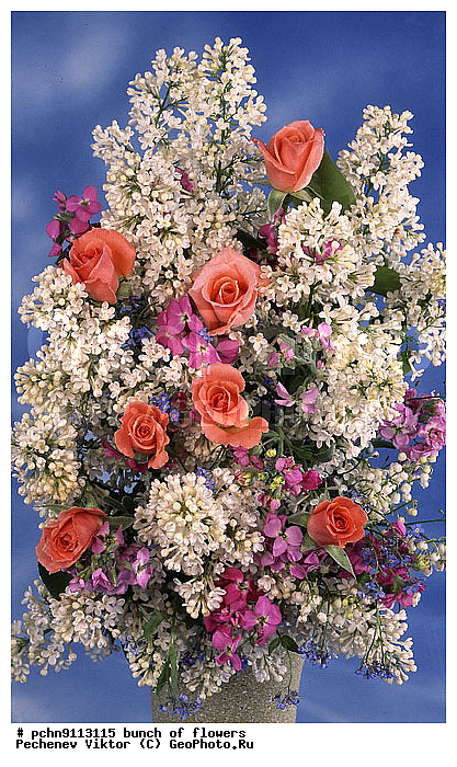 �����, ������, ������������, �����������