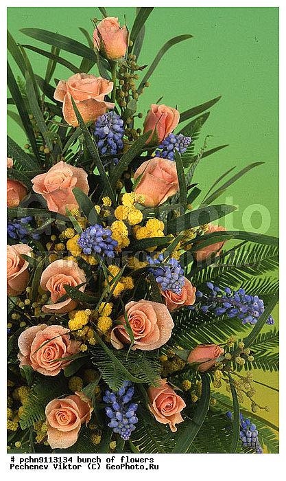 �����, ������, ������������, �����������