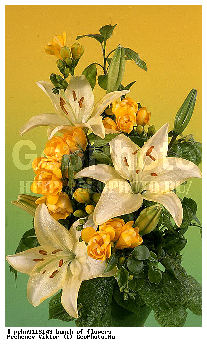 �����, ������, ������������, �����������