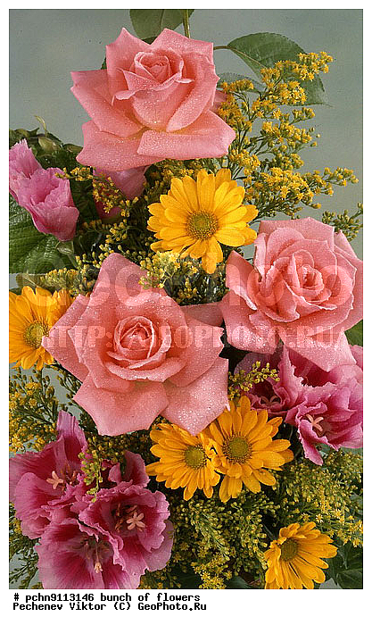 �����, ������, ������������, �����������