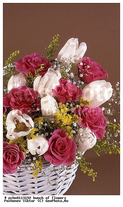 �����, ������, ������������, �����������