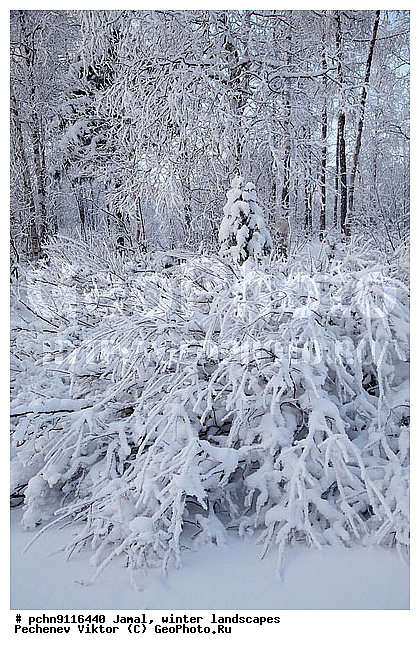 ������, ����, ����, �����������, �����������, ����, ������ ������, ����, �����, ����������, �����, ��������, ��������, ����, ������