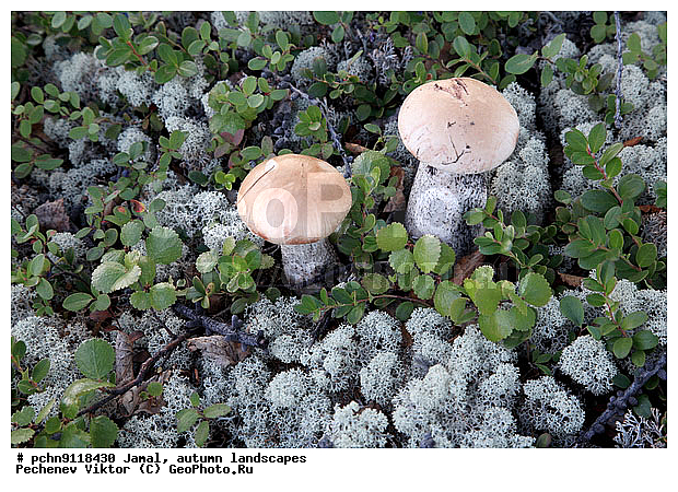 �������� ������, ������, ����, ����������, �����