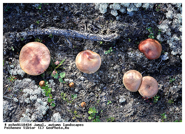 �������� ������, ������, ����, ����������, �����