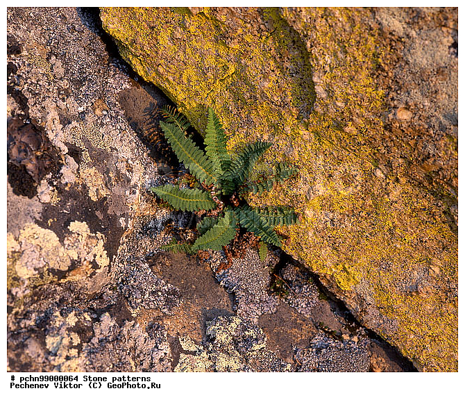 ��������, ������, ���������, ����������, �����, ��������, ��������, �������