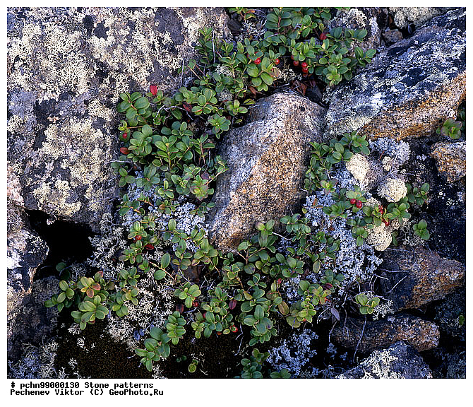 ��������, ��������, ������, �����, ��������, ��������, �������, �����, ������ ��������, �����, ���������� ��������, ������������ ��������, ������������ ��������, XYZ, ����������, Ericaceae, ��������, Vaccinium vitis-idaea