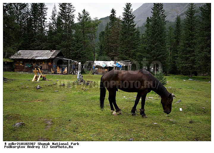 �������, ��������� ����, ����������� ���������, ��������� ���� �����, ������, �����, ���������� ������, �����, ��������, ���������, ����, ��������, ������, ���������������, �������, �����, ���������, ����������, �����, �����, ��������, ���������, ��������, ��������, �������������, �������������, �����, �����, XYZ, ���������, Equidae, �������� ������, Equus ferus caballus