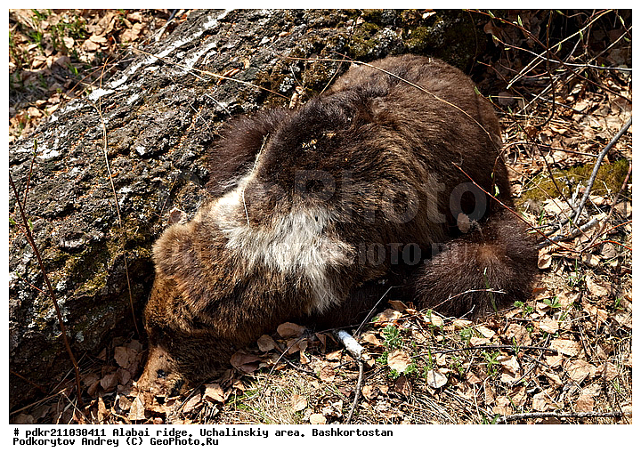 ������, ��������, ������������, ����, ���������� �����, ������ ������, ����� ����, �����, ���, �������, ����������, �������, ��������, �������������, �����, �����, XYZ, ��������, Ursidae, ����� �������, ������������ �������, Ursus arctos