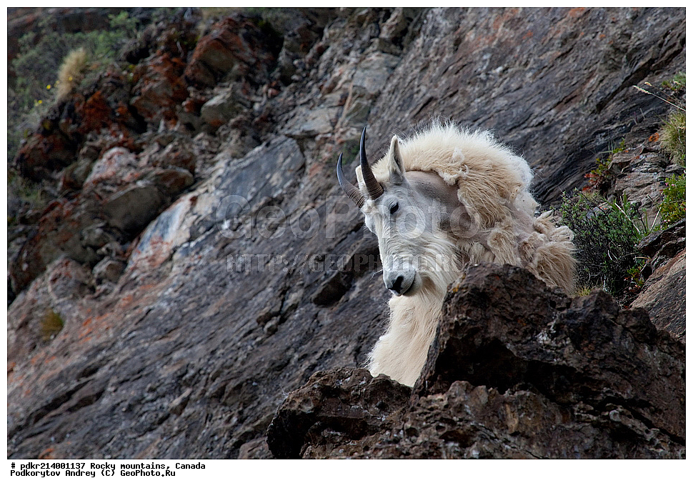 ��������� ����, ������, �������, ������������ ����, ���������, ���������, ����, ����, ��������, ��������, ��������, �������������, �������������, �����, �����, XYZ ���������, Bovidae, ������� ����, Oreamnos americanus, ��������, ��������� ��������, , ������������ ���� ����, �����, ����
