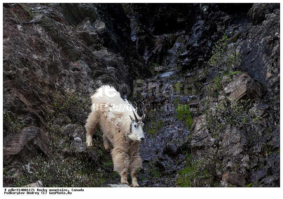 ��������� ����, ������, �������, ������������ ����, ���������, ���������, ����, ����, ��������, ��������, ��������, �������������, �������������, �����, �����, XYZ ���������, Bovidae, ������� ����, Oreamnos americanus, ��������, ��������� ��������, ������������ ���� ����, �����, ����