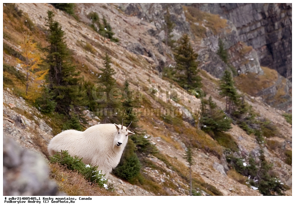 ��������� ����, ������, �������, ������������ ����, ���������, ���������, �����, ��������, ��������, ��������, ��������, �������������, �������������, �����, �����, XYZ ���������, Bovidae, ������� ����, Oreamnos americanus, ���������� ��������, ��������� ���������� ��������,, ������������ ���� ����, ����