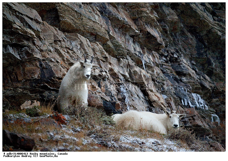 ��������� ����, ������, �������, ������������ ����, ���������, ���������, �����, ��������, ��������, ��������, ��������, �������������, �������������, �����, �����, XYZ ���������, Bovidae, ������� ����, Oreamnos americanus, ��������, ��������� ��������, , ������������ ���� ����, �����, ����
