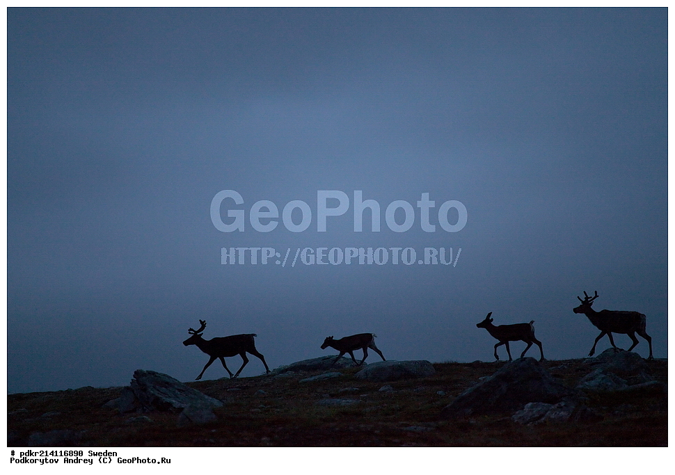 �������, ������, �������, ���������� ������, ����������, ������, ��������, ��������, �����, �������������, �������������, �����, �����, XYZ,��������, ������, Cervidae, �������� �����, ������, Rangifer tarandus