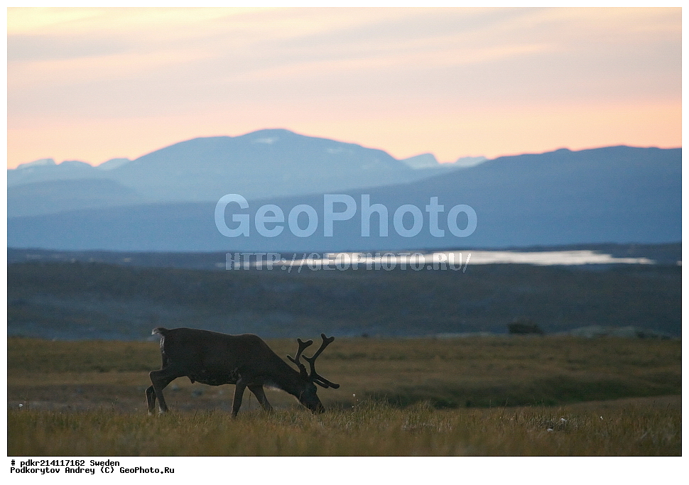 �������, ������, �������, ���������� ������, ����������, ������, ��������, ��������, �����, �������������, �������������, �����, �����, XYZ,��������, ������, Cervidae, �������� �����, ������, Rangifer tarandus