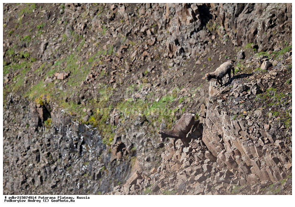 ������������ ����, ����� ��������, ��������������� �����������, ���������, ����������, ������, ������, ��������, �����, �������������, �������������, �����, �����, XYZ, ���������, Bovidae, ����������� ������� �����, Ovis nivicola borealis, ����������� ������� �����, Ovis nivicola borealis, �����