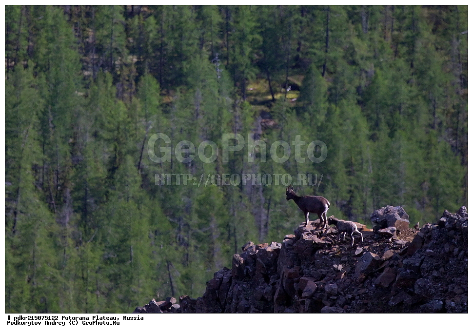 ������������ ����, ����� ��������, ��������������� �����������, ���������, ����������, ������, ������, ��������, �����, �������������, �������������, �����, �����, XYZ, ���������, Bovidae, ����������� ������� �����, Ovis nivicola borealis, ����������� ������� �����, Ovis nivicola borealis, �����