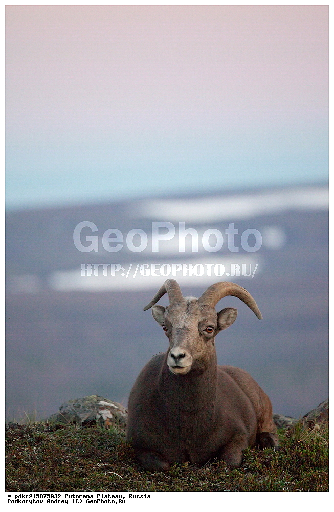 ������������ ����, ����� ��������, ��������������� �����������, ���������, ����������, ������, ������, ��������, �����, �������������, �������������, �����, �����, XYZ, ���������, Bovidae, ����������� ������� �����, Ovis nivicola borealis, ����������� ������� �����, Ovis nivicola borealis, �����