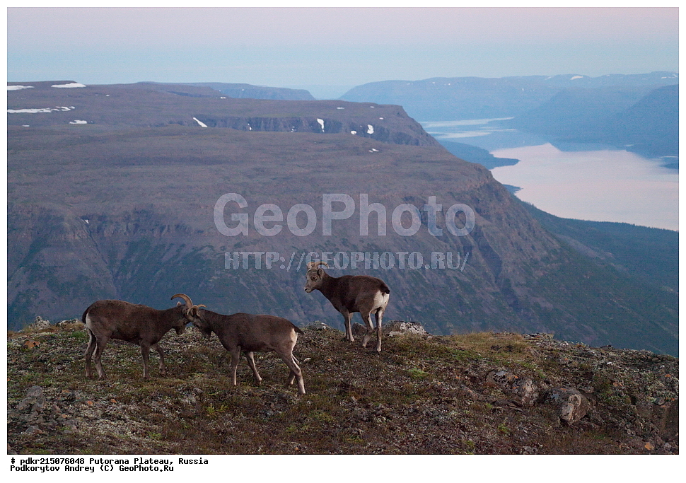 ������������ ����, ����� ��������, ��������������� �����������, ���������, ����������, ������, ������, ��������, �����, �������������, �������������, �����, �����, XYZ, ���������, Bovidae, ����������� ������� �����, Ovis nivicola borealis, ����������� ������� �����, Ovis nivicola borealis, �����