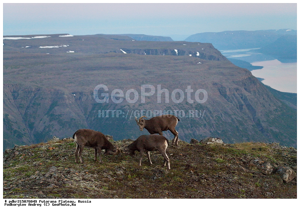 ������������ ����, ����� ��������, ��������������� �����������, ���������, ����������, ������, ������, ��������, �����, �������������, �������������, �����, �����, XYZ, ���������, Bovidae, ����������� ������� �����, Ovis nivicola borealis, ����������� ������� �����, Ovis nivicola borealis, �����