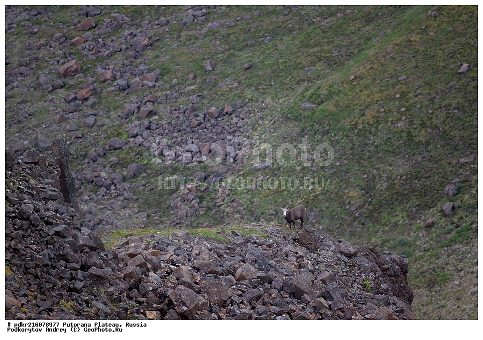 ������������ ����, ����� ��������, �����, ��������, ��������, ����������� ����������, ����������� ��������������� ��������� ����������, ��������������� �����������, ���������, ����������, ������, ��������, �������������, �������������, �����, �����, XYZ, ���������, Bovidae, ����������� ������� �����, Ovis nivicola borealis, ����������� ������� �����, Ovis nivicola borealis, �����, ������� �����, Ovis nivicola