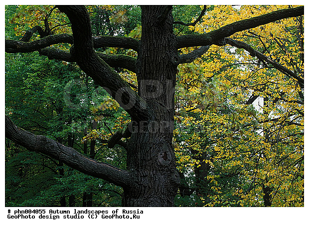 �����, ������, ������� ����, ������, ������