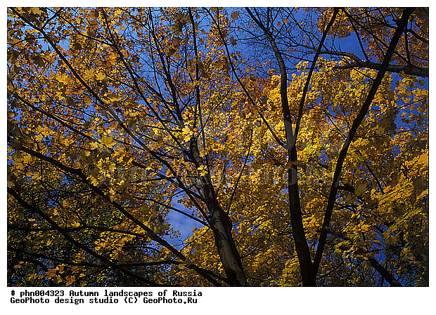 �����, ������, ������� ����, ������, ������