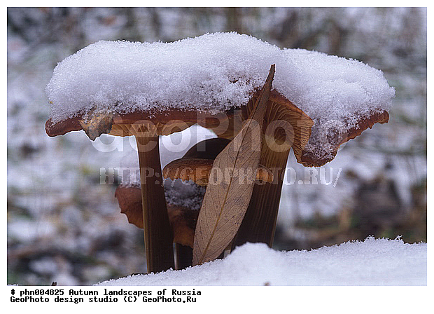 �����, ������, ������� ����, ������, ������